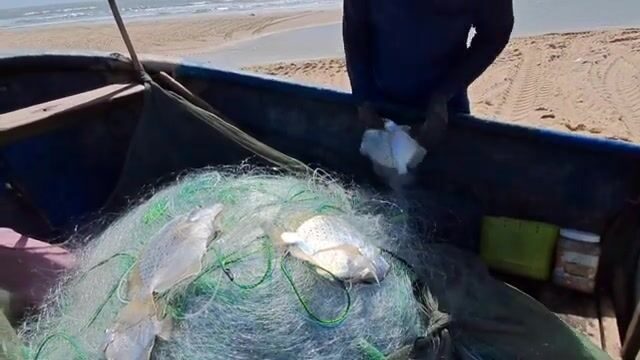 На пляже Хотрам встретили лодку с крупной морской рыбой