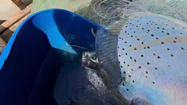 На пляже Хотрам встретили лодку с крупной морской рыбой