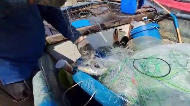 На пляже Хотрам встретили лодку с крупной морской рыбой