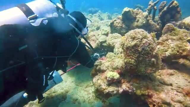 Погружение за крылатками у берега Доминики с Cabrits Dive Center