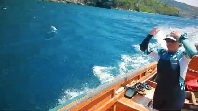 Погружение за крылатками у берега Доминики с Cabrits Dive Center