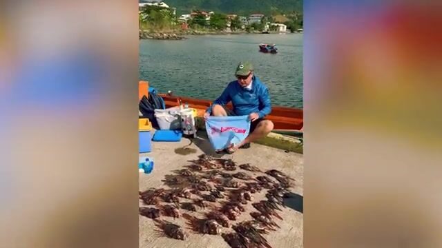 Погружение за крылатками у берега Доминики с Cabrits Dive Center