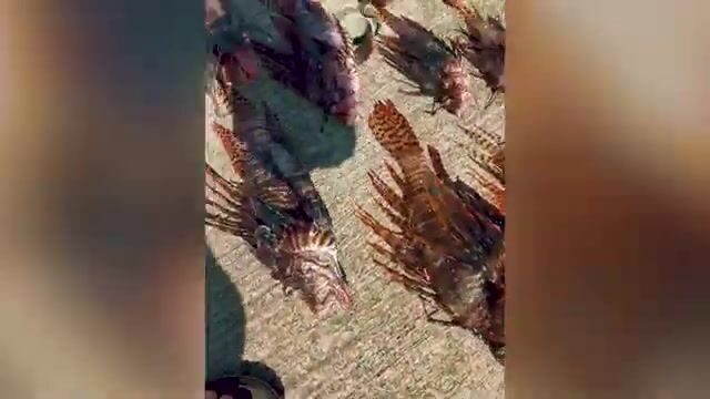 Погружение за крылатками у берега Доминики с Cabrits Dive Center