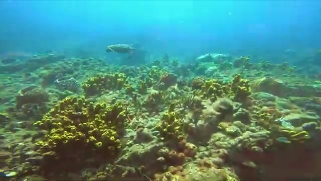 Погружение за крылатками у берега Доминики с Cabrits Dive Center