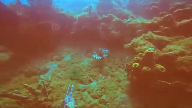 Погружение за крылатками у берега Доминики с Cabrits Dive Center
