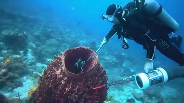Погружение за крылатками у берега Доминики с Cabrits Dive Center