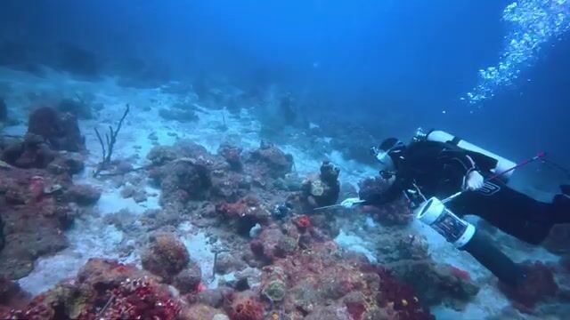 Погружение за крылатками у берега Доминики с Cabrits Dive Center