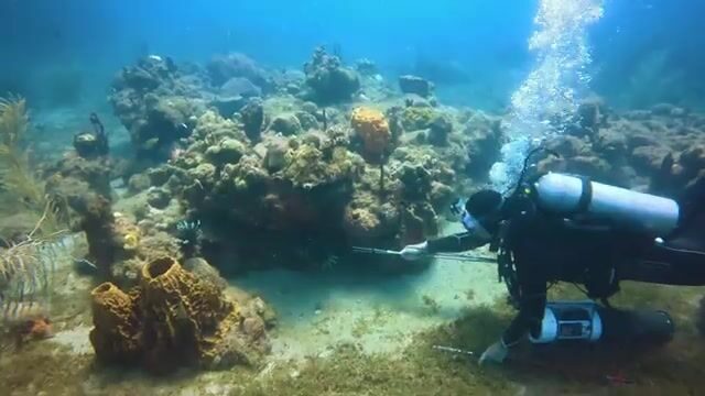 Погружение за крылатками у берега Доминики с Cabrits Dive Center
