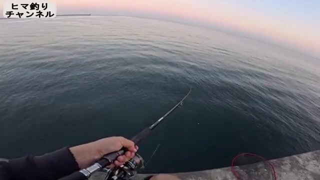 Утренний береговой джиг на волнорезе в Осаке закончился лишь ящероголовом