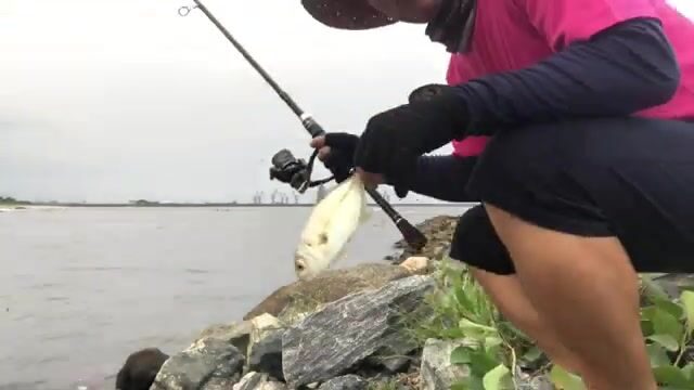 Стая каранксов зашла в устье у Пасео Маритимо в Бате, но клевали только небольшие