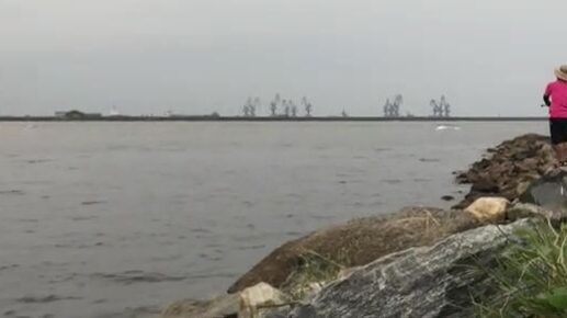 Стая каранксов зашла в устье у Пасео Маритимо в Бате, но клевали только небольшие