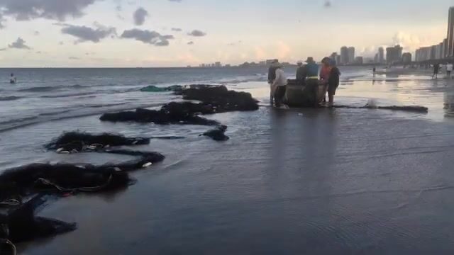 В Дананге мы поговорили с мужчиной, который граблями собирал моллюсков
