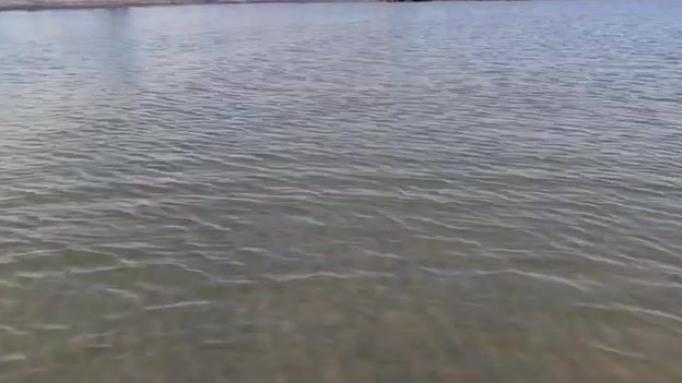 Водоросли сорвали охоту за пеленгасом у Приморска