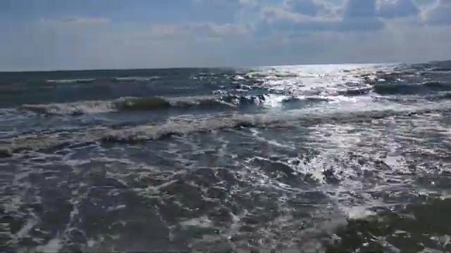 Водоросли сорвали охоту за пеленгасом у Приморска