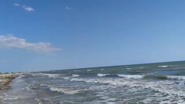 Водоросли сорвали охоту за пеленгасом у Приморска