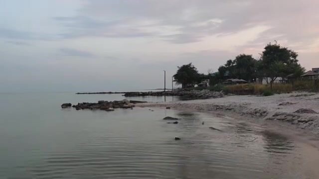 Водоросли сорвали охоту за пеленгасом у Приморска