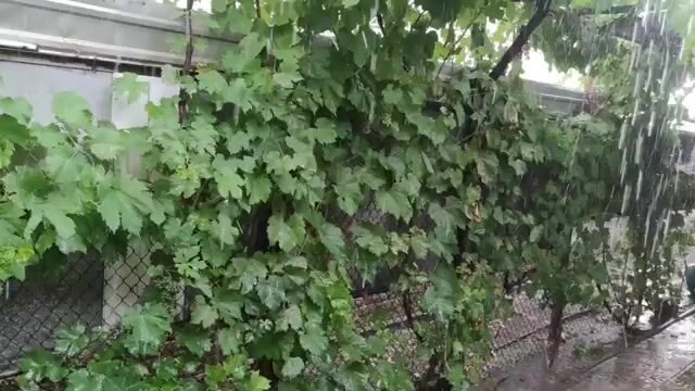 Водоросли сорвали охоту за пеленгасом у Приморска