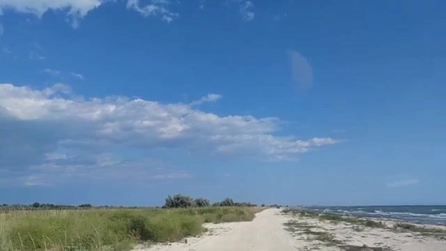 Водоросли сорвали охоту за пеленгасом у Приморска