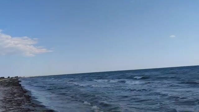 Водоросли сорвали охоту за пеленгасом у Приморска
