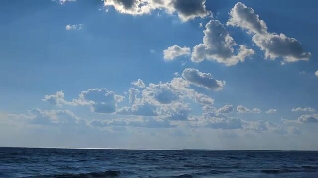 Водоросли сорвали охоту за пеленгасом у Приморска