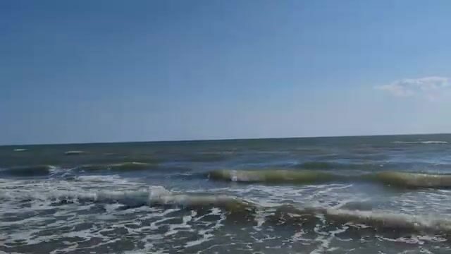 Водоросли сорвали охоту за пеленгасом у Приморска