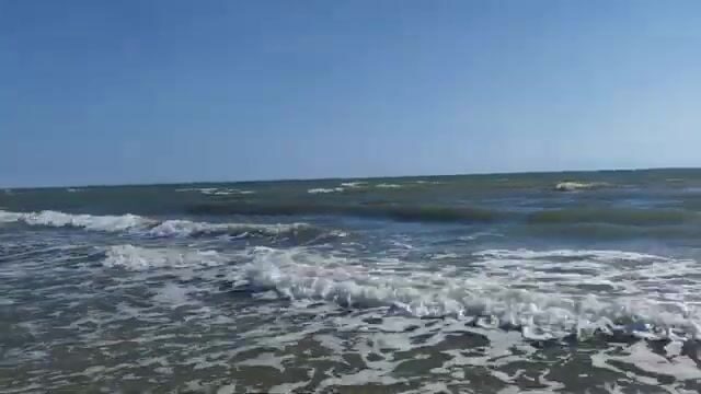 Водоросли сорвали охоту за пеленгасом у Приморска