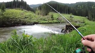 Две форели на Цибэу и тишина на Бистрице под усилившимся дождем