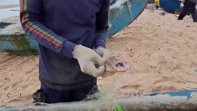 Встретили лодку с крабами и крупной рыбой на пляже Хотрам