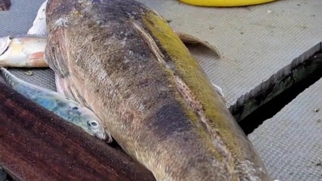 Встретили лодку с крабами и крупной рыбой на пляже Хотрам