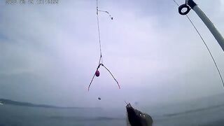 Остров Русский: морская акватория и ловля камбалы с экипажем