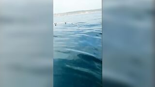 Остров Русский: морская акватория и ловля камбалы с экипажем
