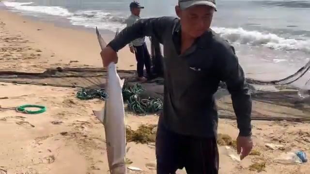 Утренний невод в Ниньчу и крупная морская рыба за двести тысяч донгов