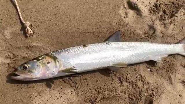 Утренний невод в Ниньчу и крупная морская рыба за двести тысяч донгов