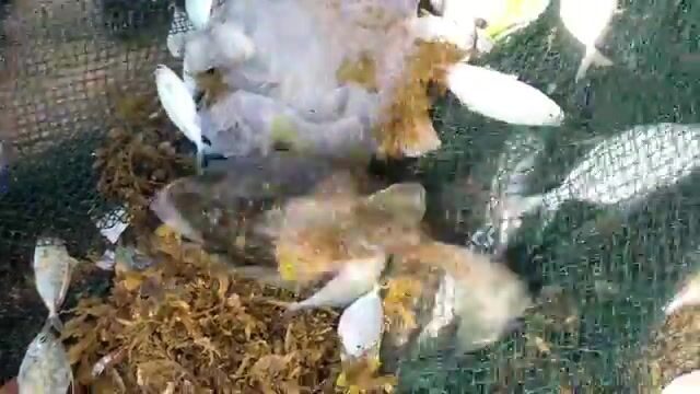 Утренний невод в Ниньчу и крупная морская рыба за двести тысяч донгов