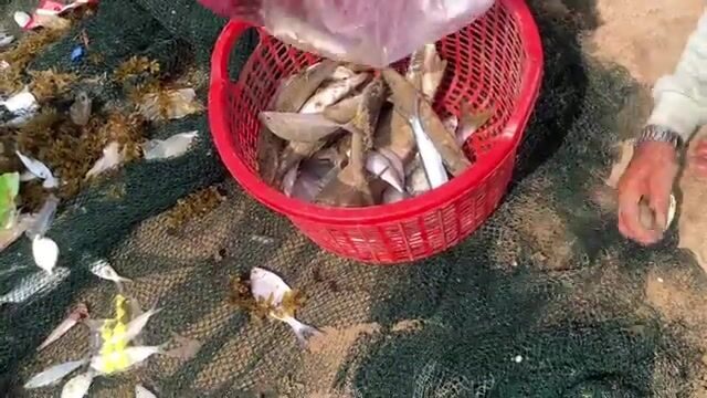 Утренний невод в Ниньчу и крупная морская рыба за двести тысяч донгов