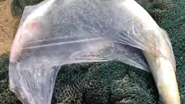 Утренний невод в Ниньчу и крупная морская рыба за двести тысяч донгов