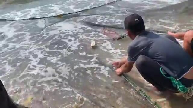 Утренний невод в Ниньчу и крупная морская рыба за двести тысяч донгов
