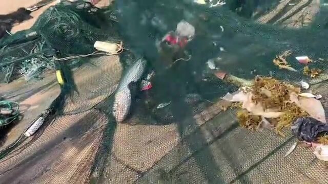 Утренний невод в Ниньчу и крупная морская рыба за двести тысяч донгов