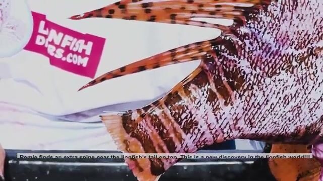 Третье погружение с Реми в Доминике: разбор крупных крылаток