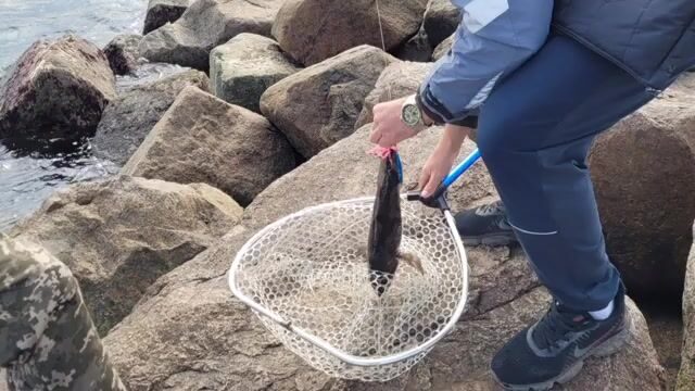 Береговая рыбалка под мостом на острове Русский закончилась морской звездой