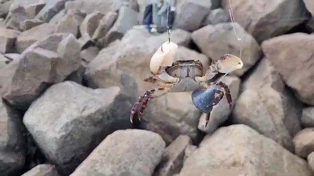 Береговая рыбалка под мостом на острове Русский закончилась морской звездой