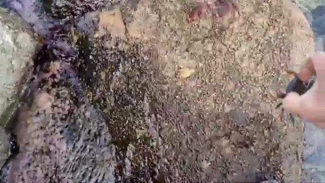 Береговая рыбалка под мостом на острове Русский закончилась морской звездой