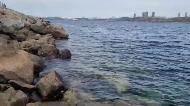 Береговая рыбалка под мостом на острове Русский закончилась морской звездой