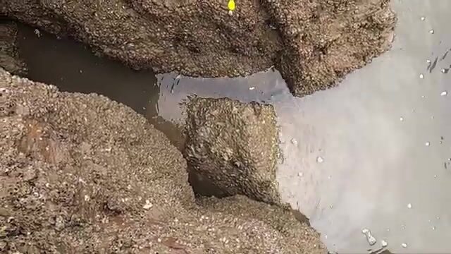 Собирали улиток и ловили крабов на берегу Туанчау
