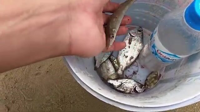 Собирали улиток и ловили крабов на берегу Туанчау