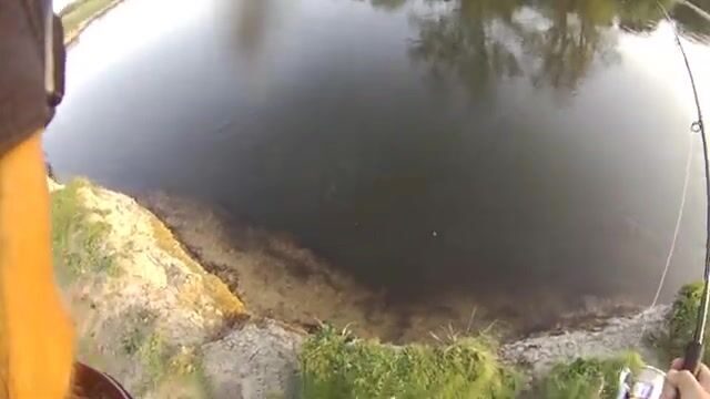 На Эйвоне вместо лосося желтая вертушка подняла щуку