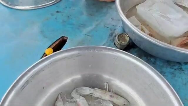 Живые креветки и кефаль в улове у Хотрама
