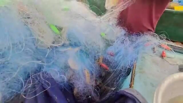 Живые креветки и кефаль в улове у Хотрама
