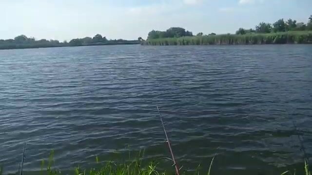 Открытый берег в Сербии и караси на несколько удочек