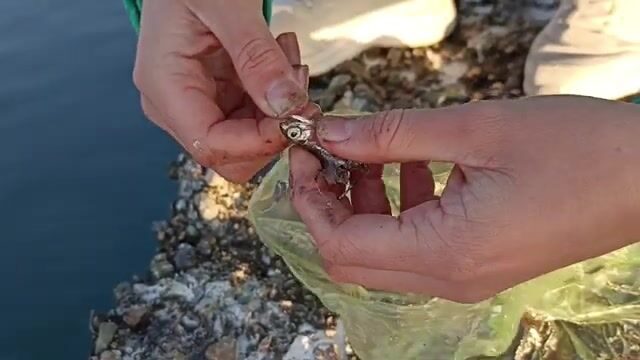 В конце декабря перешли на мелкую сторону пристани в Поти и наловили бычков
